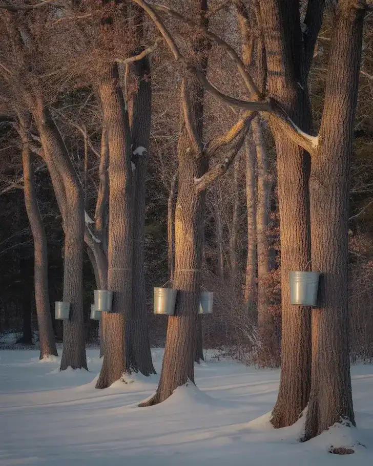 Maple sap buckets hanging on sugar maple trees in early spring in the New Hampshire forest